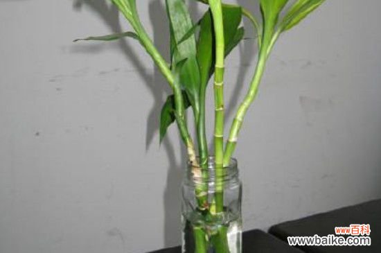 生根粉如何泡富贵竹