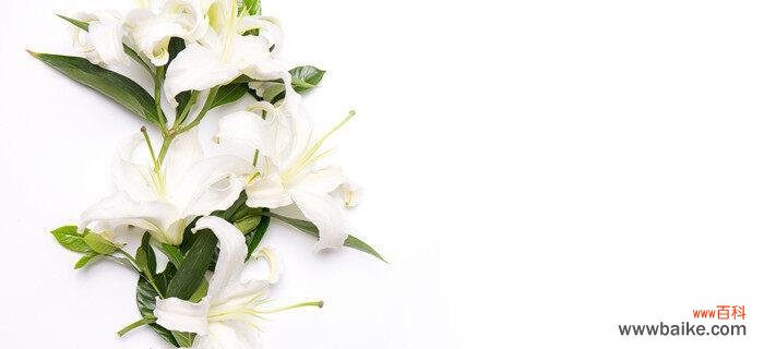 解读白百合的情感表达 白百合花语的深刻寓意