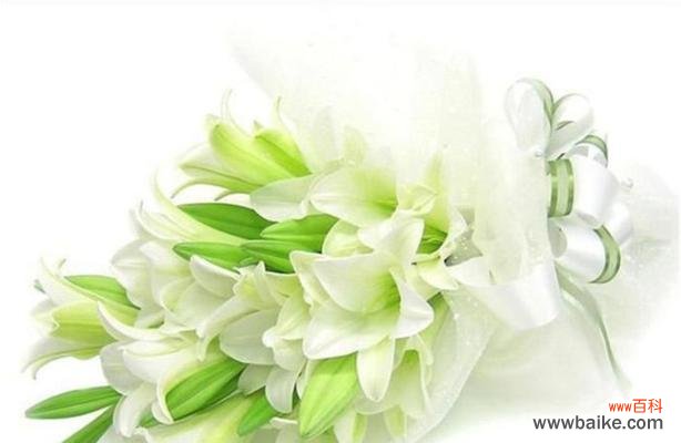 解读白百合的情感表达 白百合花语的深刻寓意