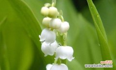 探究铃兰花的美丽寓意和象征意义 铃兰花的寓意和花语