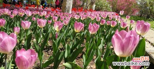 解读郁金香各色花的内涵 郁金香花语及寓意