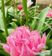 解读郁金香各色花的内涵 郁金香花语及寓意