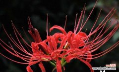 探究彼岸花的花语，解读其情感内涵 花开相爱，花落相思——浅析彼岸花的爱情含义