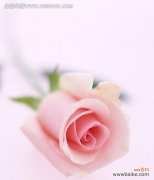 探索粉色玫瑰的象征意义和文化背景 粉色玫瑰的意义