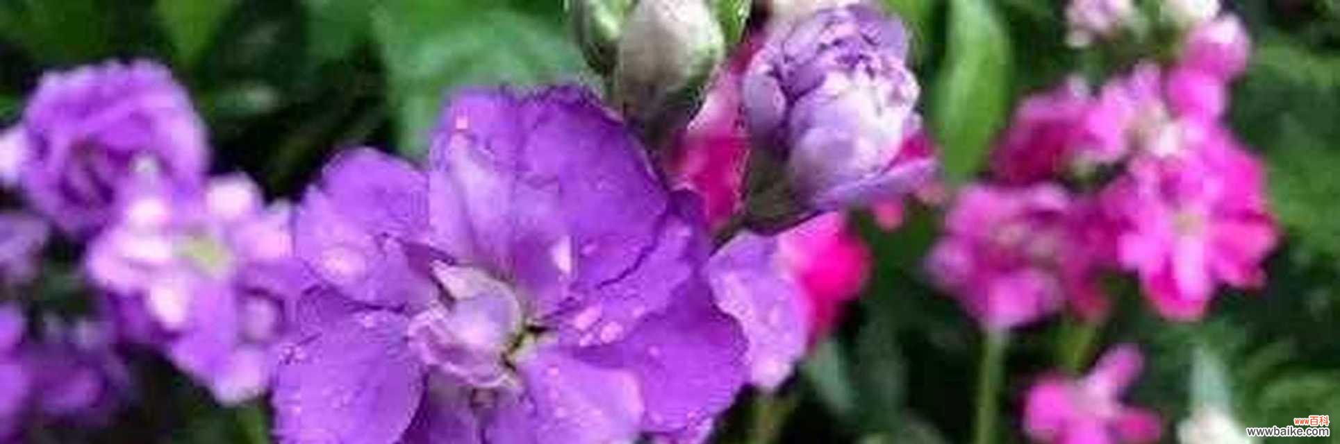 花间诉说，紫罗兰的深情与祝福 紫罗兰花语图片大全