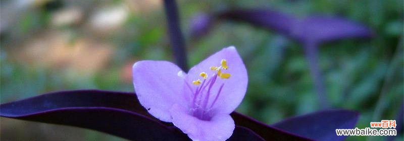 花间诉说，紫罗兰的深情与祝福 紫罗兰花语图片大全