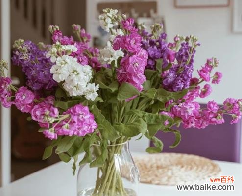 花间诉说，紫罗兰的深情与祝福 紫罗兰花语图片大全