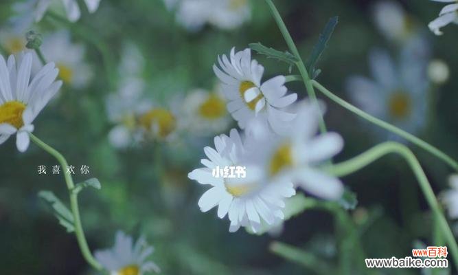 揭秘雏菊的神秘世界——探索不同颜色雏菊的花语和寓意 各种颜色雏菊的花语和寓意