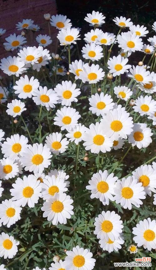 揭秘雏菊的神秘世界——探索不同颜色雏菊的花语和寓意 各种颜色雏菊的花语和寓意