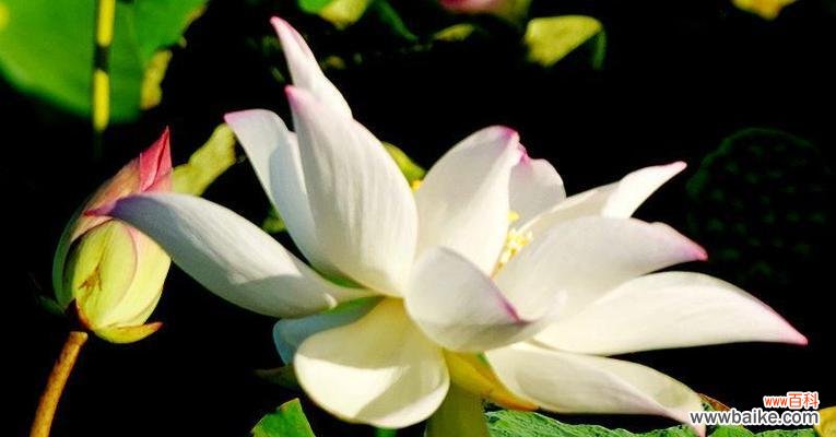 揭开荷花的神秘面纱，解读其寓意与象征 荷花花语的意义与传承