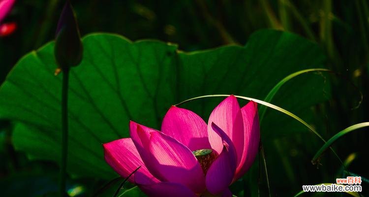 揭开荷花的神秘面纱，解读其寓意与象征 荷花花语的意义与传承