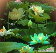 揭开荷花的神秘面纱，解读其寓意与象征 荷花花语的意义与传承