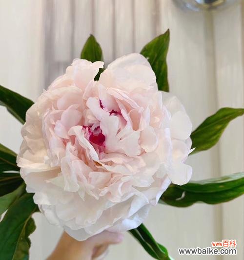 解读芍药的吉祥之意，传递美好祝福 探秘芍药的花语及含义