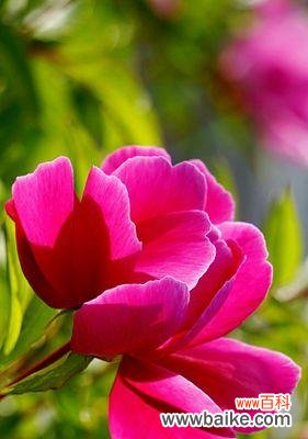 解读芍药的吉祥之意，传递美好祝福 探秘芍药的花语及含义