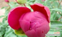 解读芍药的吉祥之意，传递美好祝福 探秘芍药的花语及含义