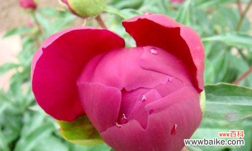 解读芍药的吉祥之意，传递美好祝福 探秘芍药的花语及含义