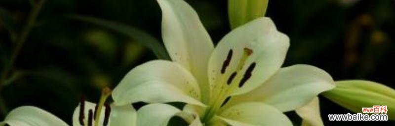 解读百合代表的情感和文化内涵 百合的象征意义