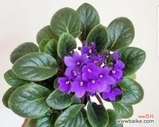 探究紫色紫罗兰的深意 紫罗兰的花语寓意