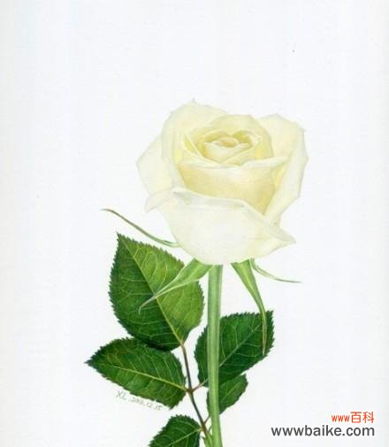 探寻白玫瑰的含义与象征意义 11朵白玫瑰花语解读