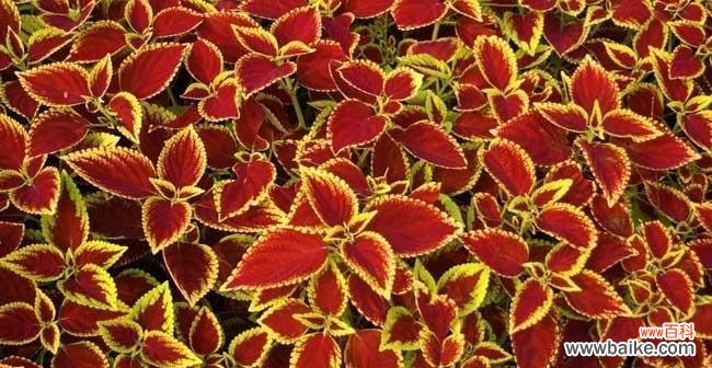 探寻彩叶草的神秘花语 彩叶草的花语传递着丰富多彩的寓意