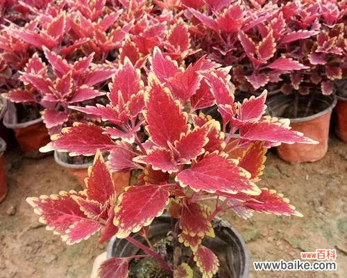 探秘彩叶草的丰富寓意 彩叶草的花语与意义