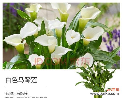 探寻彩色马蹄莲花的花语之谜 彩色马蹄莲花语