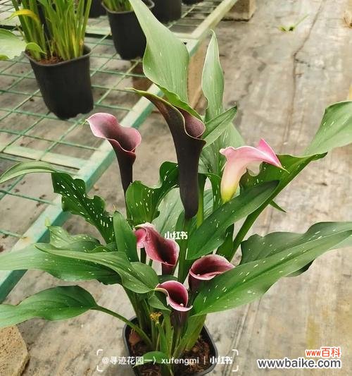 探寻彩色马蹄莲花的花语之谜 彩色马蹄莲花语