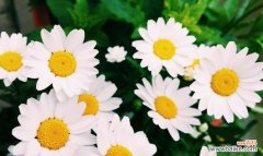 揭开不同颜色雏菊的秘密 雏菊的花语和寓意