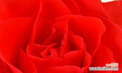 不同颜色玫瑰花的隐含寓意及文化背景 玫瑰花的意义与象征