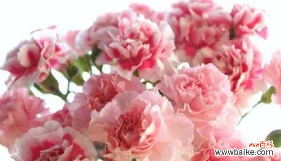 颜色康乃馨花语的奥秘与心灵共鸣 康乃馨花语与不同颜色的含义