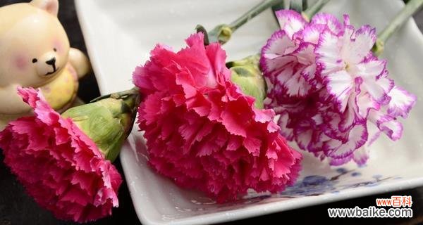 颜色康乃馨花语的奥秘与心灵共鸣 康乃馨花语与不同颜色的含义