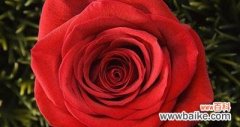不同颜色玫瑰花所代表的情感和含义 玫瑰花的色彩意义