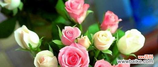 揭秘花海中的情感密码 不同颜色玫瑰花的寓意