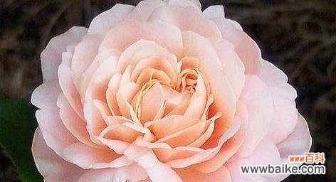 揭秘花海中的情感密码 不同颜色玫瑰花的寓意