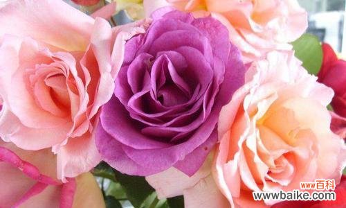 揭秘花海中的情感密码 不同颜色玫瑰花的寓意