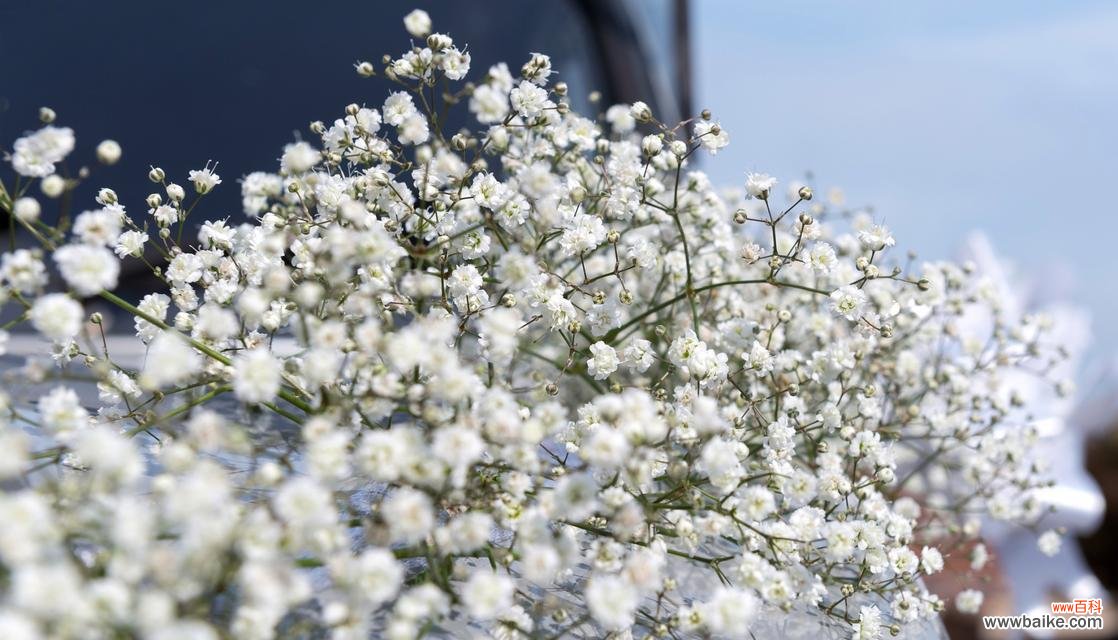 绚丽多彩 七彩满天星的花语与寓意