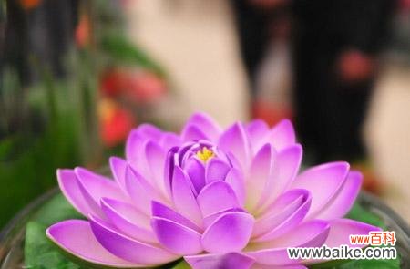 揭秘不同颜色睡莲的深刻含义 睡莲的花语与寓意