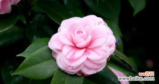 解读四季茶花的四种花语 四季茶花的花语与意义