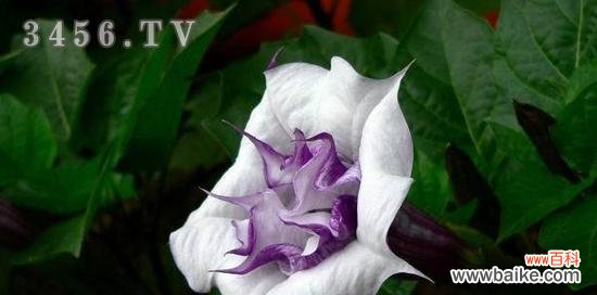 茶色曼陀罗和黄色曼陀罗的花语解析 曼陀罗的花语