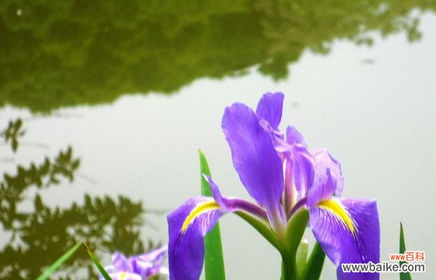 菖蒲花的意义与象征 菖蒲花花语