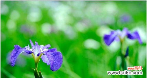 菖蒲花的意义与象征 菖蒲花花语