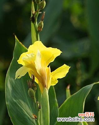 揭示菖蒲花背后的深刻寓意和文化内涵 菖蒲花的象征意义和花语