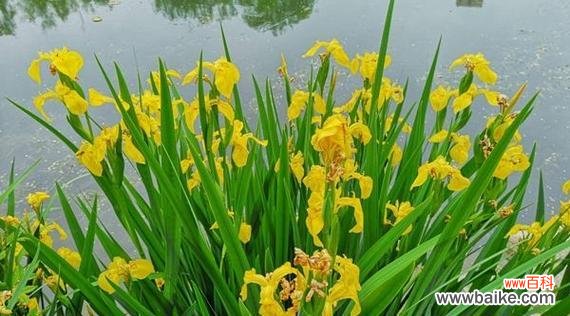 揭示菖蒲花背后的深刻寓意和文化内涵 菖蒲花的象征意义和花语