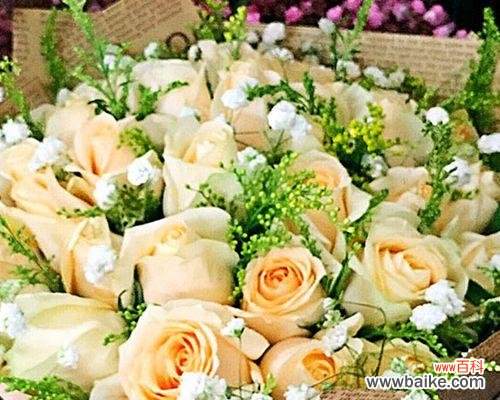 传递爱与美的19朵香槟色玫瑰 香槟色玫瑰花语的意义与传承