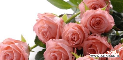 传递爱意的22种方式 22朵玫瑰花语