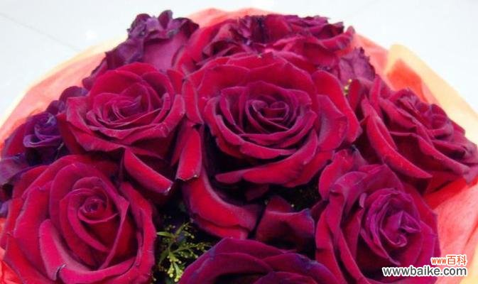 玫瑰花语的含义及象征——传递浓情蜜意 浪漫的29朵玫瑰花语