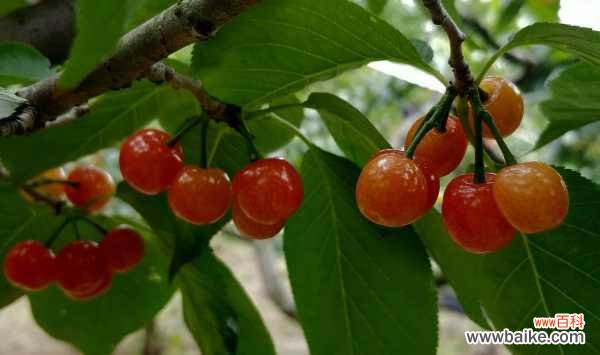 樱桃黄叶的原因和处理办法