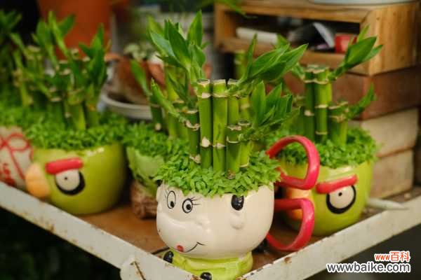 富贵竹水培烂根发黑发臭怎么办