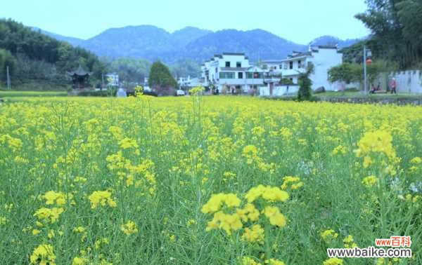 油菜花黄叶的原因和处理办法