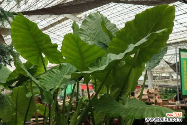 水培滴水观音烂根怎么办